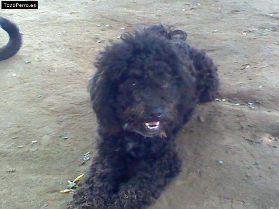 Foto del perro Junior