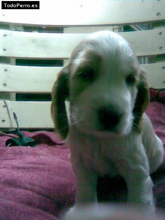 La foto del perro Pancho Foto del perro Pancho