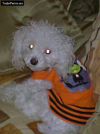 La foto del perro