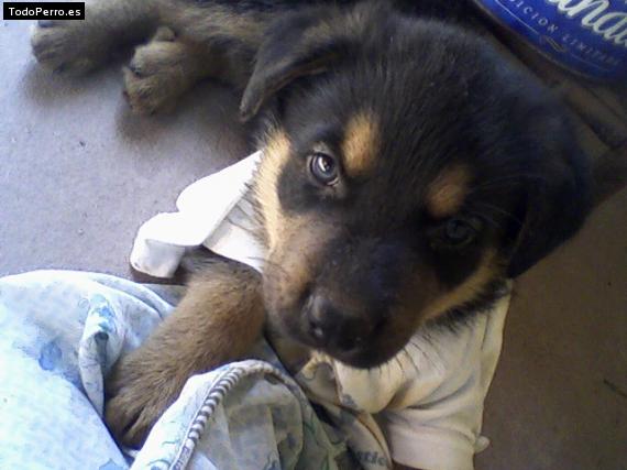 Foto del perro Capitán