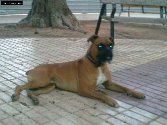 Foto del perro Romeo
