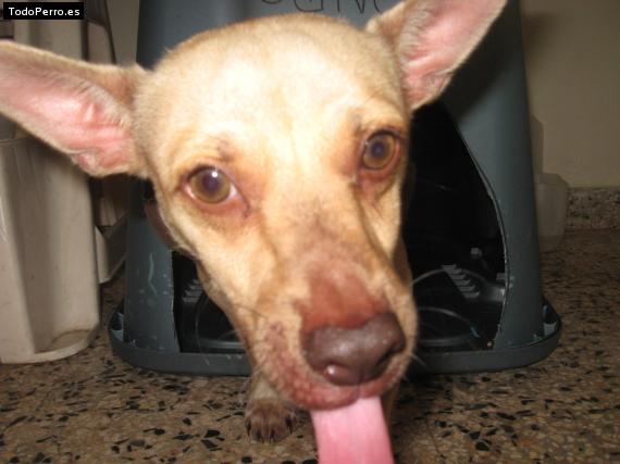 Foto del perro Cano