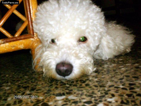 Foto del perro Scott