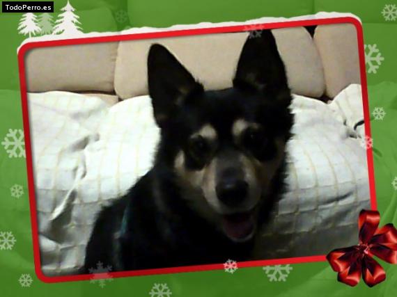 Foto del perro Baddy