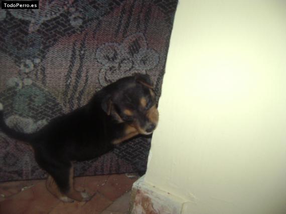 Foto del perro Coky