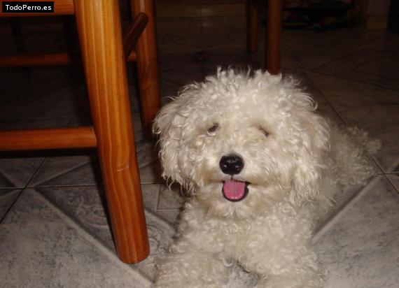 Foto del perro Copo
