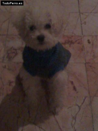 Foto del perro Copito