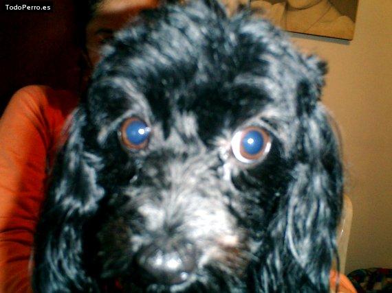 La foto del perro Gudalupe Foto del perro Gudalupe