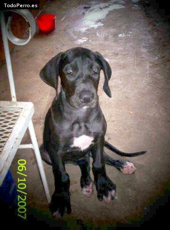 Foto del perro Roxy