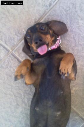 Foto del perro Cloe