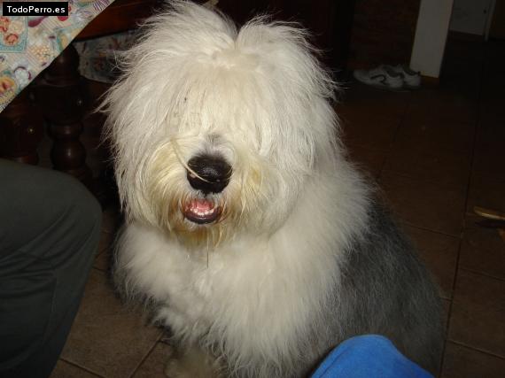 La foto del perro Rocko Foto del perro Rocko