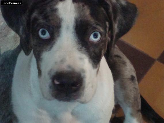 Foto del perro Chiki