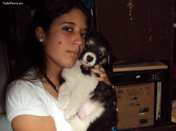 Foto del perro Chonchii