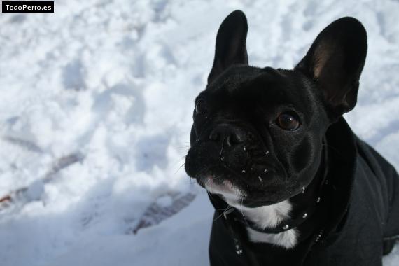 La foto del perro