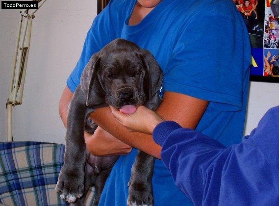 Foto del perro Buba