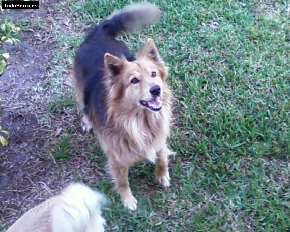 La foto del perro Princes Foto del perro Princes