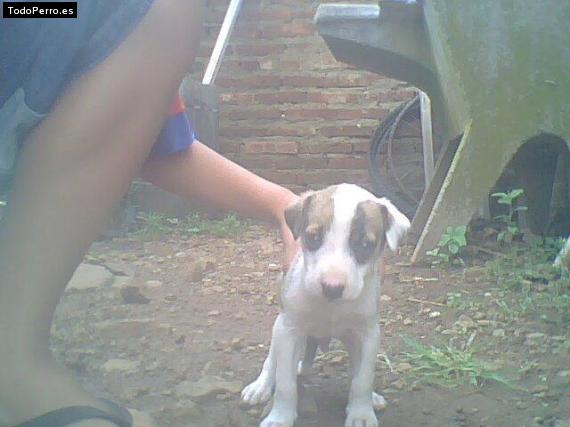 La foto del perro Rambo Foto del perro Rambo