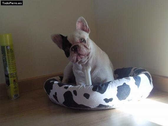 La foto del perro Lalo Foto del perro Lalo