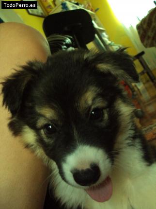 Foto del perro Chonchi