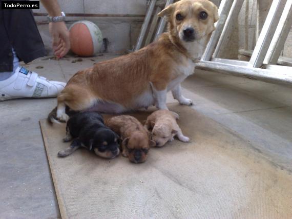 Foto del perro Chica