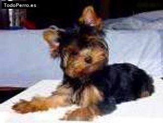 Foto del perro Sttuard