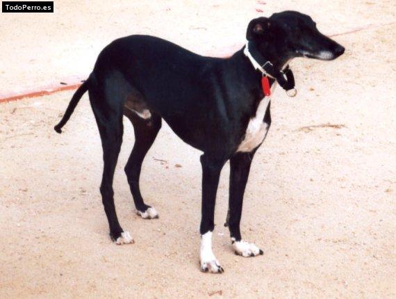 Foto del perro Hamlet