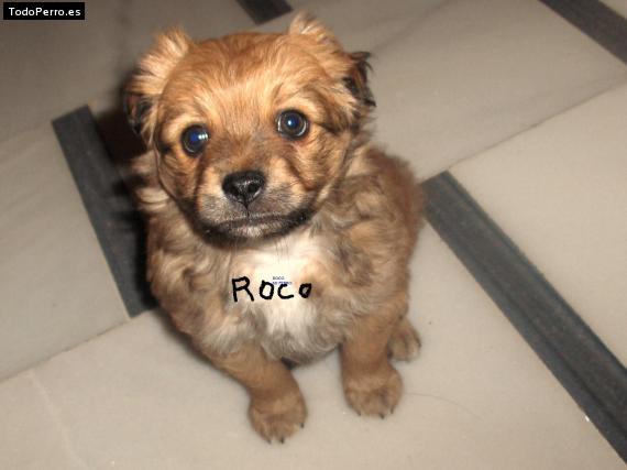 La foto del perro Roco Foto del perro Roco