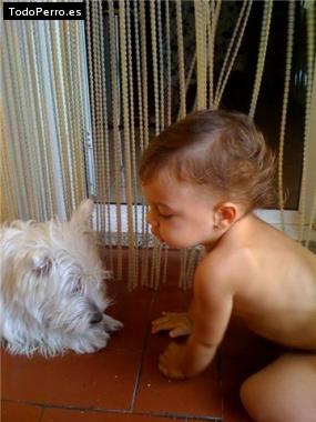 La foto del perro
