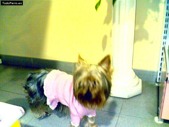 La foto del perro