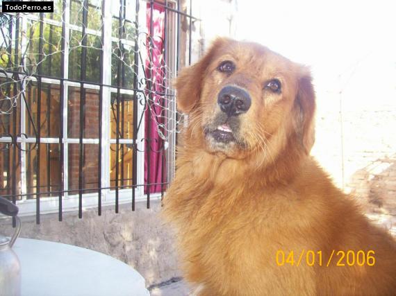 Foto del perro Boris