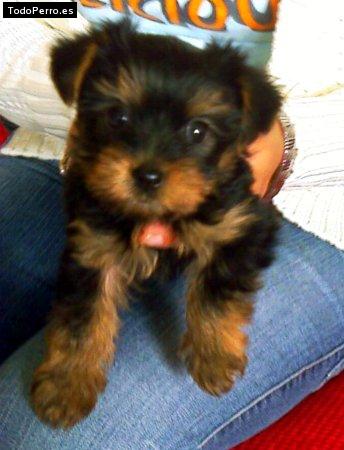 La foto del perro Rita Foto del perro Rita