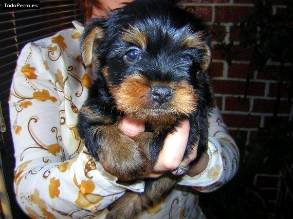 La foto del perro Gucci Foto del perro Gucci