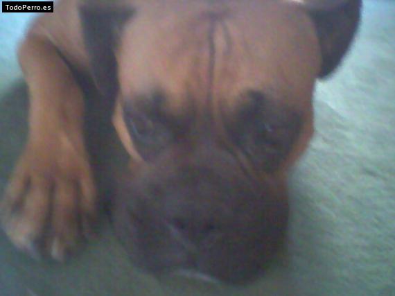Foto del perro Roco