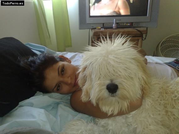 Foto del perro Chanclas