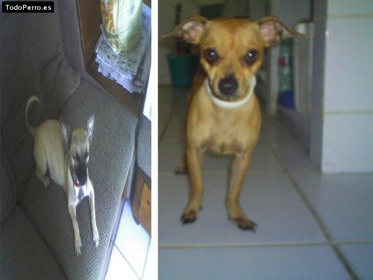 La foto del perro Clifford Foto del perro Clifford