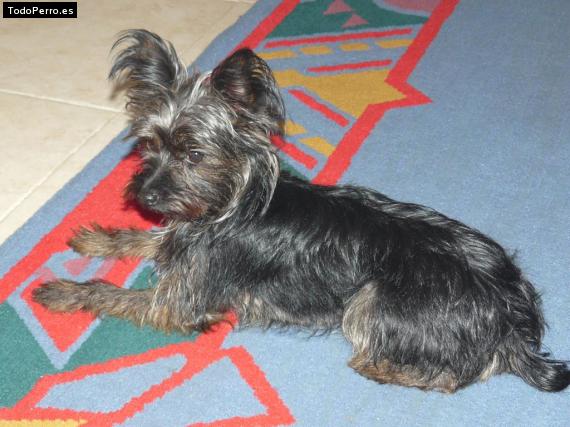 Foto del perro Witold