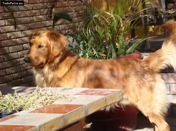 Foto del perro Maximiliano