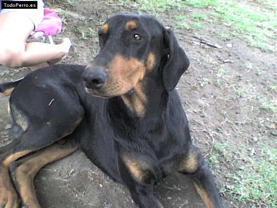 Foto del perro Huenu