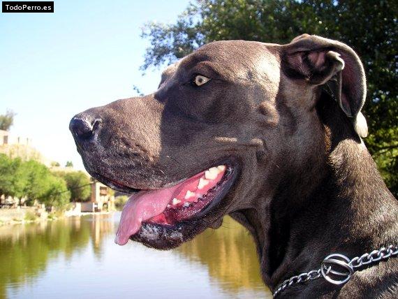 Foto del perro Terca