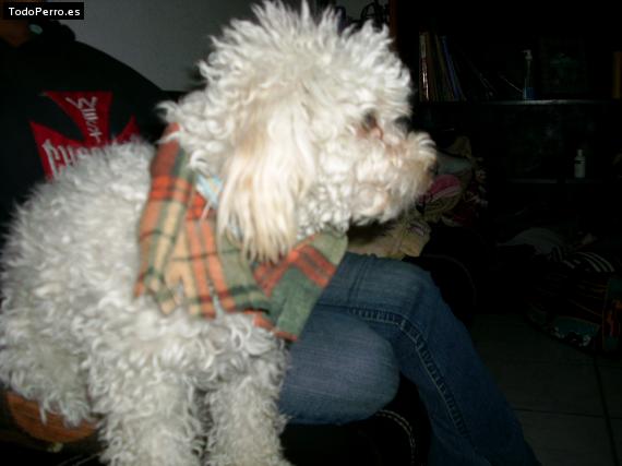Foto del perro Creekie