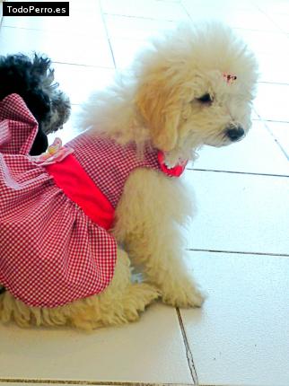 Foto del perro Chispita