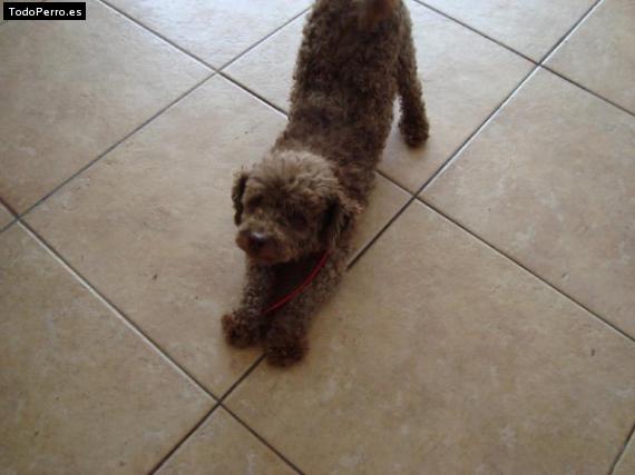 La foto del perro Rommel Foto del perro Rommel