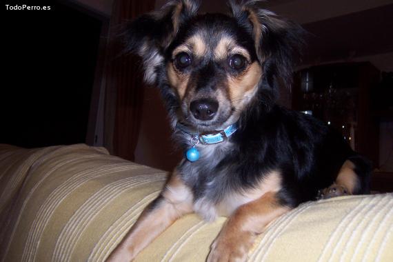 La foto del perro Princessa Foto del perro Princessa