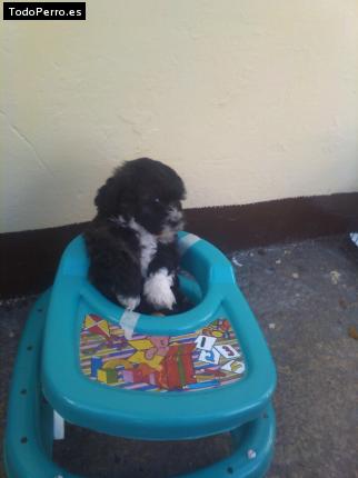 La foto del perro Pelusa Foto del perro Pelusa