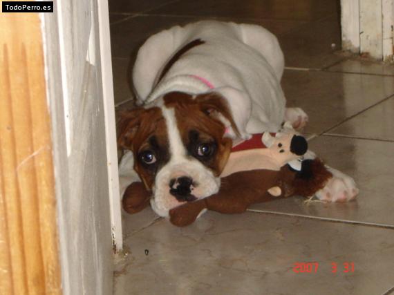 Foto del perro Chata