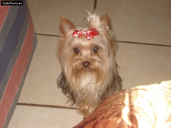 La foto del perro Polly Foto del perro Polly