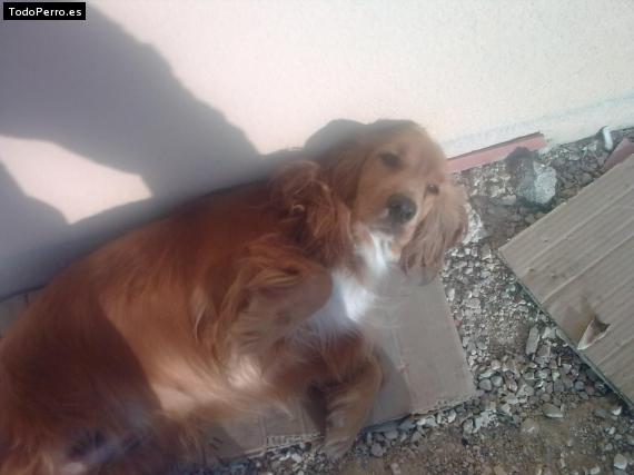 Foto del perro Lila