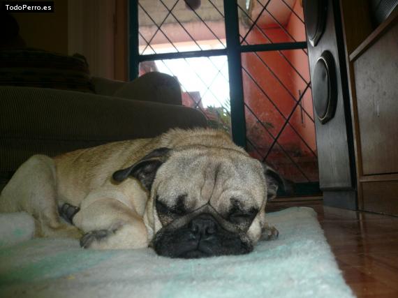 La foto del perro