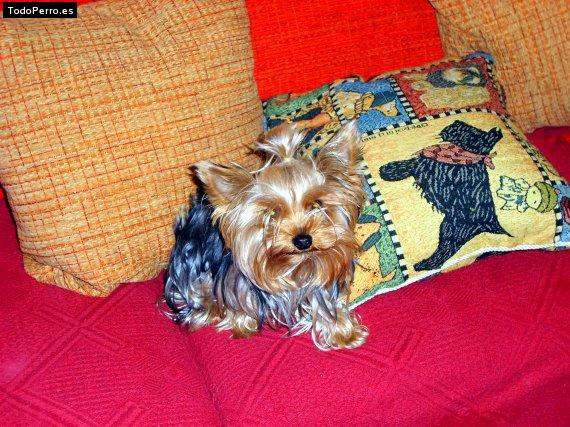 La foto del perro Katy Foto del perro Katy