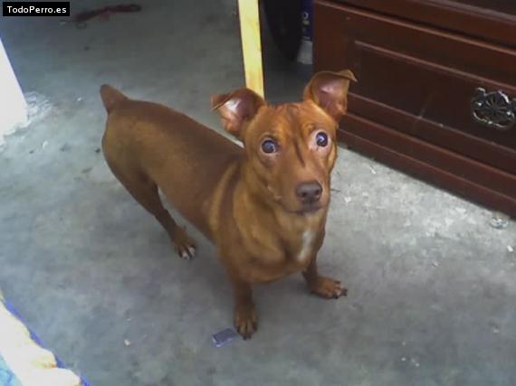 Foto del perro Chaparro